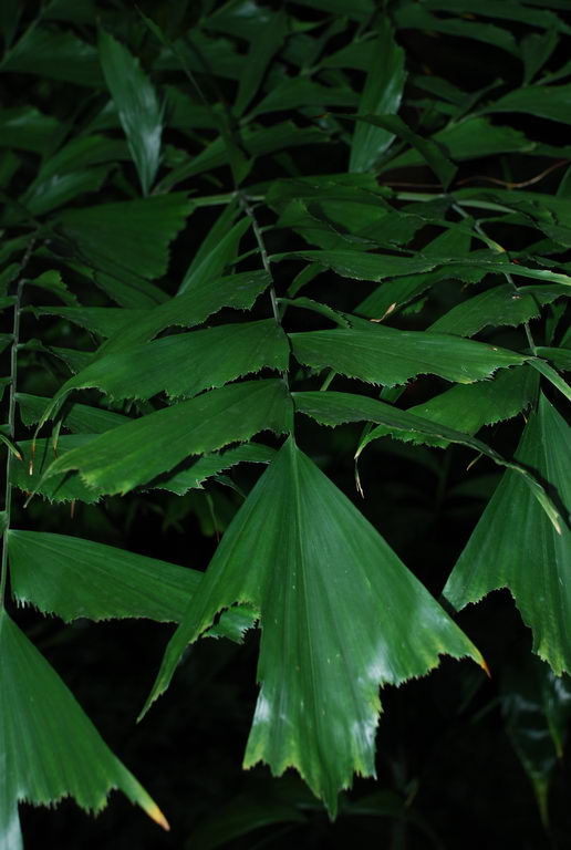 Burmese fishtail palm, Caryota furfuracea Blume ex Mart. Caryota griffithii Becc.

